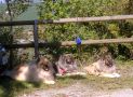 - klick öffnet Foto -